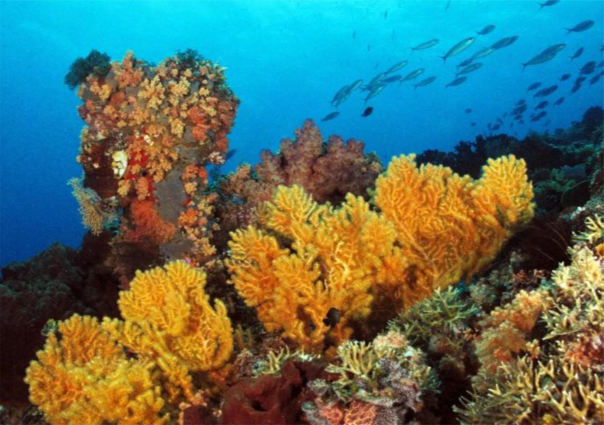 Wai Resort - Raja Ampat Pulau Birie Dış mekan fotoğraf