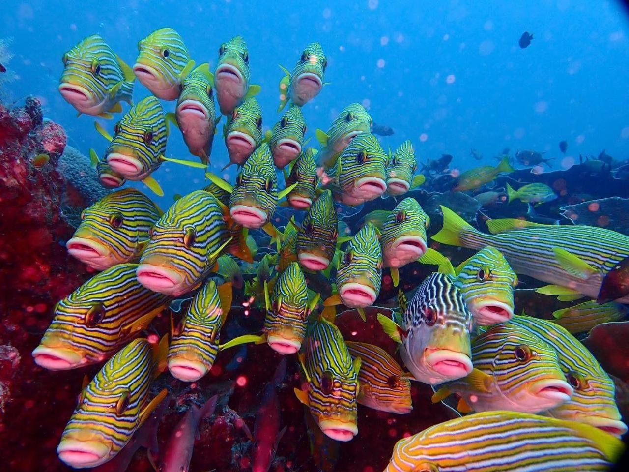 Wai Resort - Raja Ampat Pulau Birie Dış mekan fotoğraf