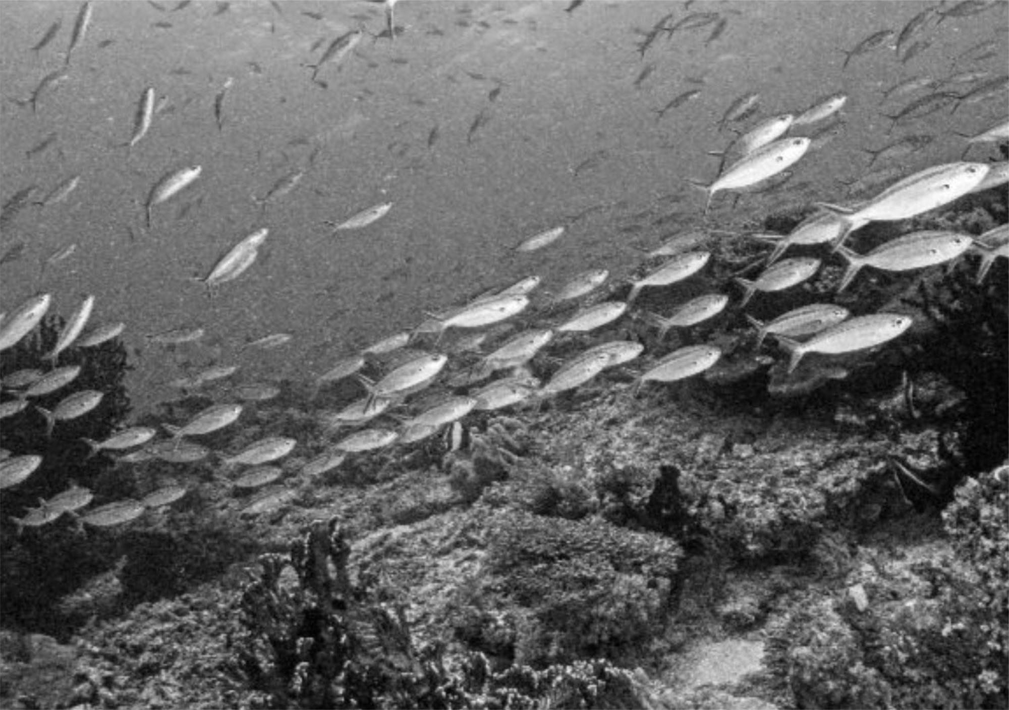 Wai Resort - Raja Ampat Pulau Birie Dış mekan fotoğraf